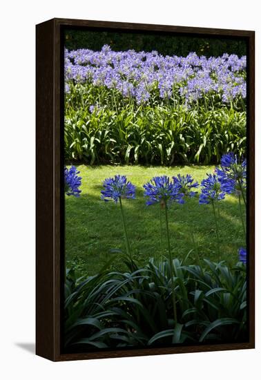 Blue agapanthus and lawn-Adriano Bacchella-Framed Stretched Canvas