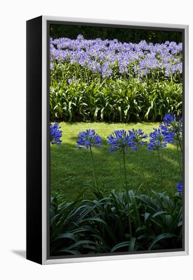 Blue agapanthus and lawn-Adriano Bacchella-Framed Stretched Canvas