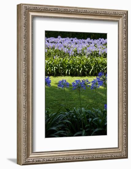 Blue agapanthus and lawn-Adriano Bacchella-Framed Photo