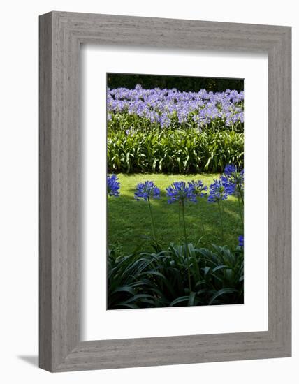 Blue agapanthus and lawn-Adriano Bacchella-Framed Photo