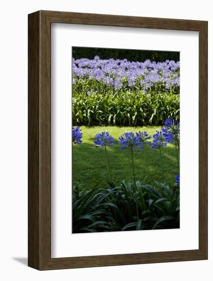 Blue agapanthus and lawn-Adriano Bacchella-Framed Photo