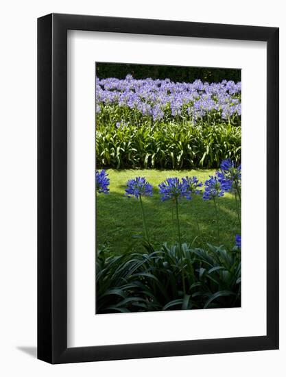 Blue agapanthus and lawn-Adriano Bacchella-Framed Photo