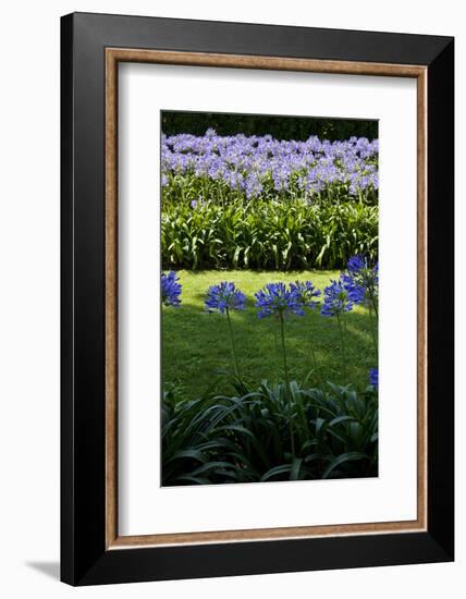 Blue agapanthus and lawn-Adriano Bacchella-Framed Photo