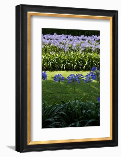 Blue agapanthus and lawn-Adriano Bacchella-Framed Photo