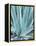 Blue Agave-Alana Clumeck-Framed Stretched Canvas