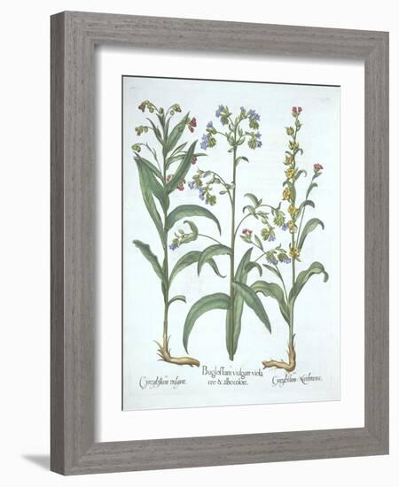 Blue Alkanet and Two Varieties of Hound's Tongue, from 'Hortus Eystettensis', by Basil Besler (1561-German School-Framed Giclee Print