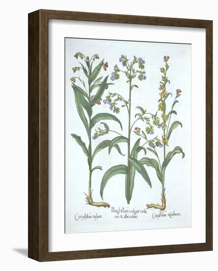 Blue Alkanet and Two Varieties of Hound's Tongue, from 'Hortus Eystettensis', by Basil Besler (1561-German School-Framed Giclee Print