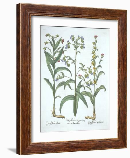 Blue Alkanet and Two Varieties of Hound's Tongue, from 'Hortus Eystettensis', by Basil Besler (1561-German School-Framed Giclee Print