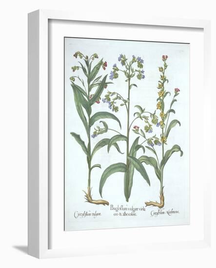 Blue Alkanet and Two Varieties of Hound's Tongue, from 'Hortus Eystettensis', by Basil Besler (1561-German School-Framed Giclee Print