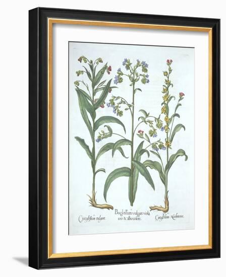Blue Alkanet and Two Varieties of Hound's Tongue, from 'Hortus Eystettensis', by Basil Besler (1561-German School-Framed Giclee Print
