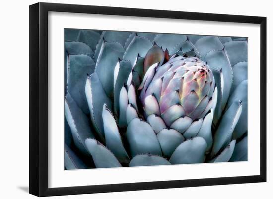 Blue Aloe-Dennis Frates-Framed Giclee Print