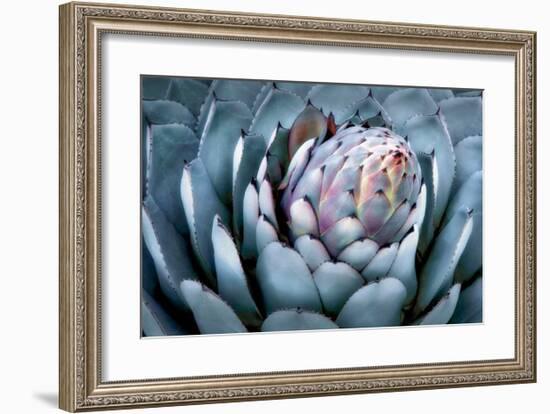 Blue Aloe-Dennis Frates-Framed Giclee Print