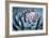 Blue Aloe-Dennis Frates-Framed Giclee Print