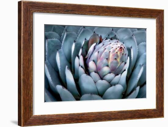 Blue Aloe-Dennis Frates-Framed Giclee Print