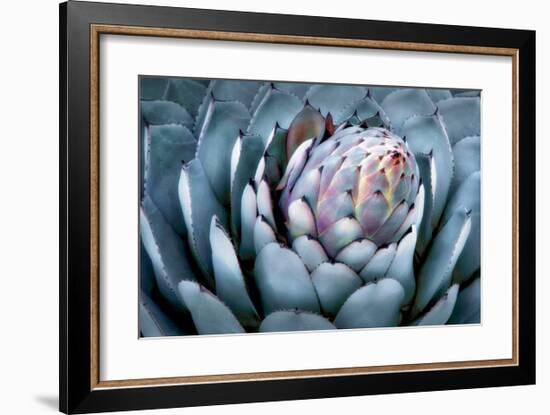 Blue Aloe-Dennis Frates-Framed Giclee Print