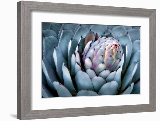 Blue Aloe-Dennis Frates-Framed Giclee Print