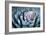 Blue Aloe-Dennis Frates-Framed Giclee Print