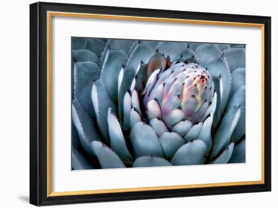 Blue Aloe-Dennis Frates-Framed Giclee Print