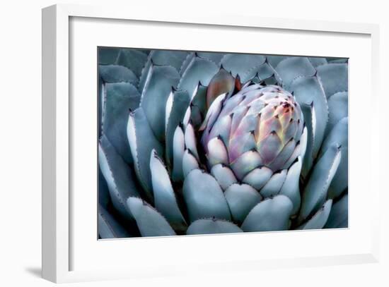 Blue Aloe-Dennis Frates-Framed Giclee Print