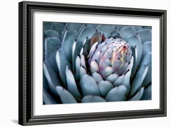 Blue Aloe-Dennis Frates-Framed Art Print