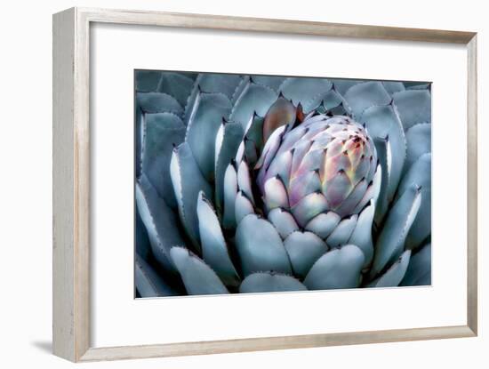 Blue Aloe-Dennis Frates-Framed Art Print