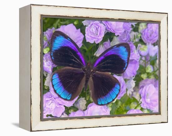 Blue and Black Butterfly on Lavender Flowers, Sammamish, Washington, USA-Darrell Gulin-Framed Premier Image Canvas