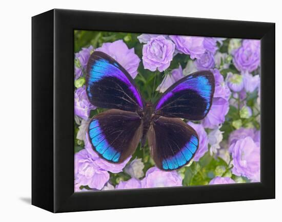 Blue and Black Butterfly on Lavender Flowers, Sammamish, Washington, USA-Darrell Gulin-Framed Premier Image Canvas