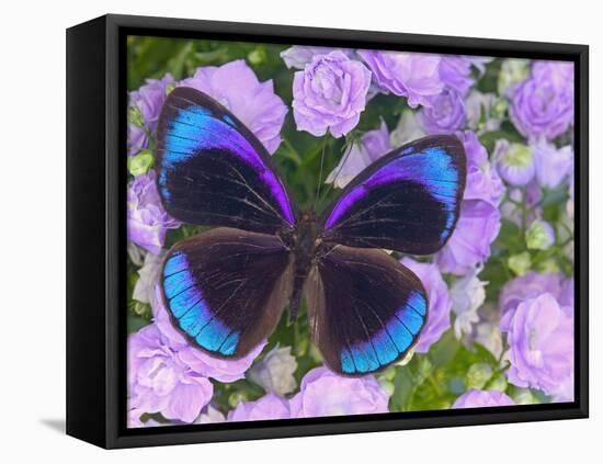 Blue and Black Butterfly on Lavender Flowers, Sammamish, Washington, USA-Darrell Gulin-Framed Premier Image Canvas
