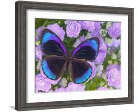Blue and Black Butterfly on Lavender Flowers, Sammamish, Washington, USA-Darrell Gulin-Framed Photographic Print