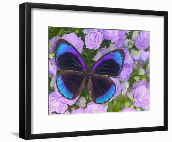 Blue and Black Butterfly on Lavender Flowers, Sammamish, Washington, USA-Darrell Gulin-Framed Photographic Print