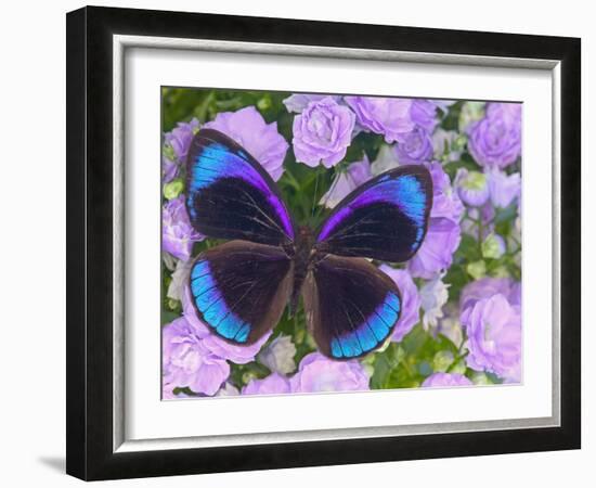 Blue and Black Butterfly on Lavender Flowers, Sammamish, Washington, USA-Darrell Gulin-Framed Photographic Print