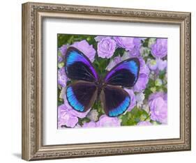 Blue and Black Butterfly on Lavender Flowers, Sammamish, Washington, USA-Darrell Gulin-Framed Photographic Print