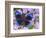 Blue and Black Butterfly on Lavender Flowers, Sammamish, Washington, USA-Darrell Gulin-Framed Photographic Print