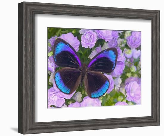 Blue and Black Butterfly on Lavender Flowers, Sammamish, Washington, USA-Darrell Gulin-Framed Photographic Print