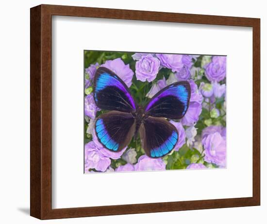 Blue and Black Butterfly on Lavender Flowers, Sammamish, Washington, USA-Darrell Gulin-Framed Photographic Print