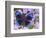 Blue and Black Butterfly on Lavender Flowers, Sammamish, Washington, USA-Darrell Gulin-Framed Photographic Print