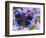 Blue and Black Butterfly on Lavender Flowers, Sammamish, Washington, USA-Darrell Gulin-Framed Photographic Print