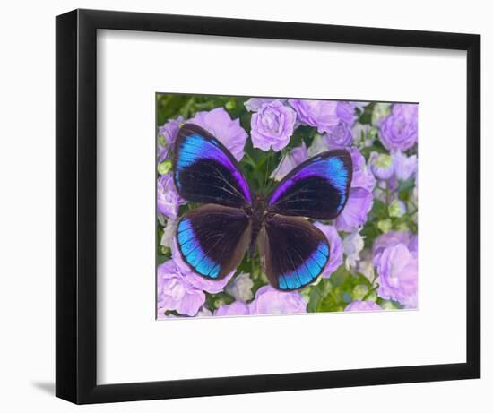 Blue and Black Butterfly on Lavender Flowers, Sammamish, Washington, USA-Darrell Gulin-Framed Photographic Print