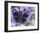 Blue and Black Butterfly on Lavender Flowers, Sammamish, Washington, USA-Darrell Gulin-Framed Photographic Print