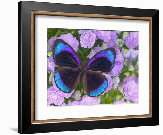 Blue and Black Butterfly on Lavender Flowers, Sammamish, Washington, USA-Darrell Gulin-Framed Photographic Print