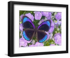 Blue and Black Butterfly on Lavender Flowers, Sammamish, Washington, USA-Darrell Gulin-Framed Photographic Print