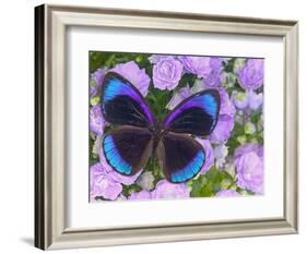 Blue and Black Butterfly on Lavender Flowers, Sammamish, Washington, USA-Darrell Gulin-Framed Photographic Print