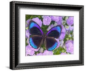 Blue and Black Butterfly on Lavender Flowers, Sammamish, Washington, USA-Darrell Gulin-Framed Photographic Print