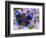 Blue and Black Butterfly on Lavender Flowers, Sammamish, Washington, USA-Darrell Gulin-Framed Photographic Print