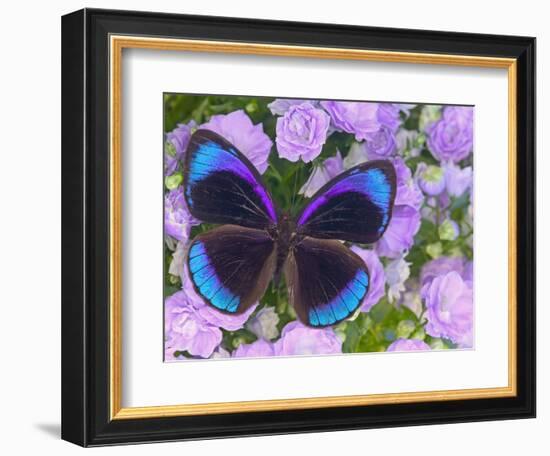 Blue and Black Butterfly on Lavender Flowers, Sammamish, Washington, USA-Darrell Gulin-Framed Photographic Print