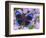 Blue and Black Butterfly on Lavender Flowers, Sammamish, Washington, USA-Darrell Gulin-Framed Photographic Print