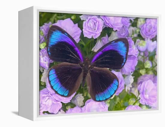 Blue and Black Butterfly on Lavender Flowers, Sammamish, Washington, USA-Darrell Gulin-Framed Premier Image Canvas