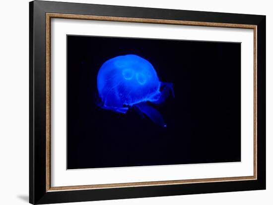 Blue and black III-Peter Morneau-Framed Art Print