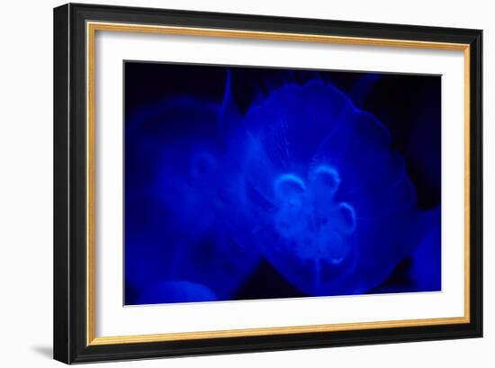 Blue and black IV-Peter Morneau-Framed Art Print