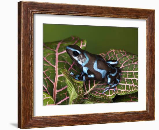 Blue and Black Poison Dart Frog, Native to Costa Rica-Adam Jones-Framed Photographic Print